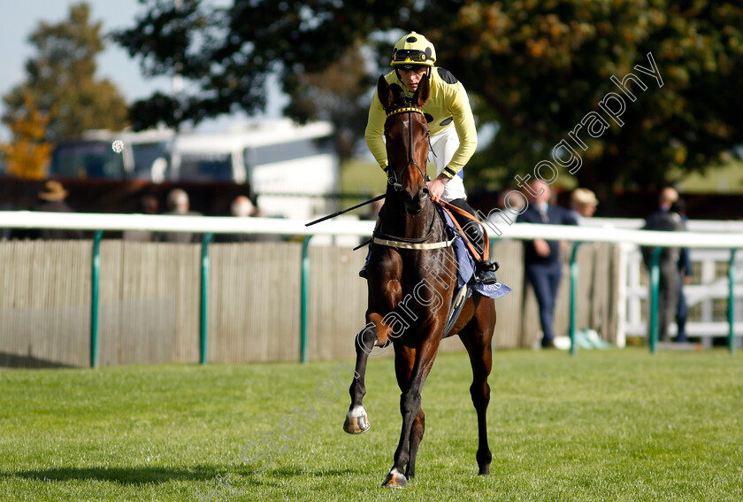 Novakai-0002 
 NOVAKAI (Clifford Lee)
Newmarket 29 Sep 2023 - Pic Steven Cargill / Racingfotos.com