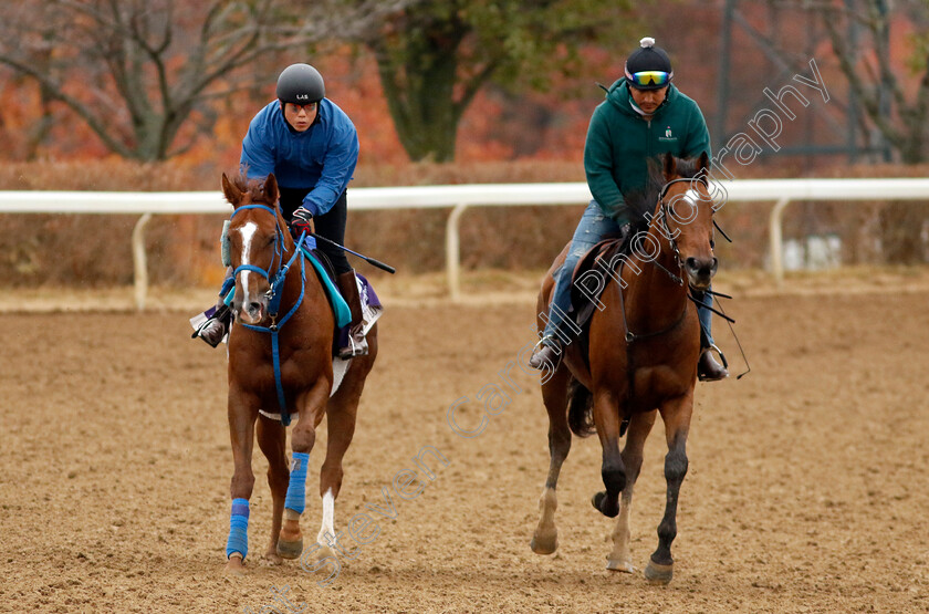 Chain-Of-Love-0002 
 CHAIN OF LOVE (left) training for the Breeders' Cup Filly & Mare Sprint
Keeneland, USA 31 Oct 2022 - Pic Steven Cargill / Racingfotos.com