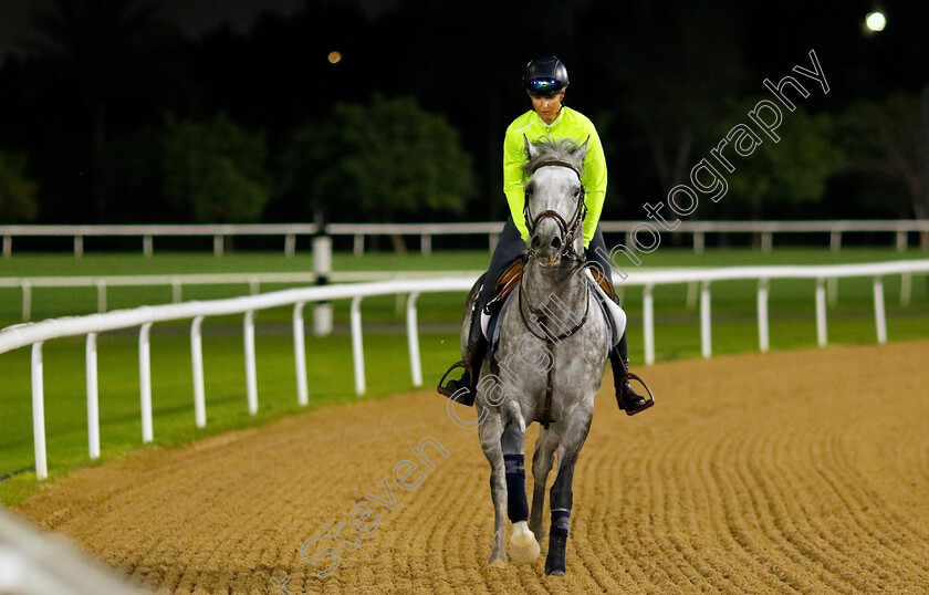 King-Gold-0001 
 KING GOLD training for The Al Quoz Sprint
Meydan Dubai 28 Mar 2024 - Pic Steven Cargill / Racingfotos.com