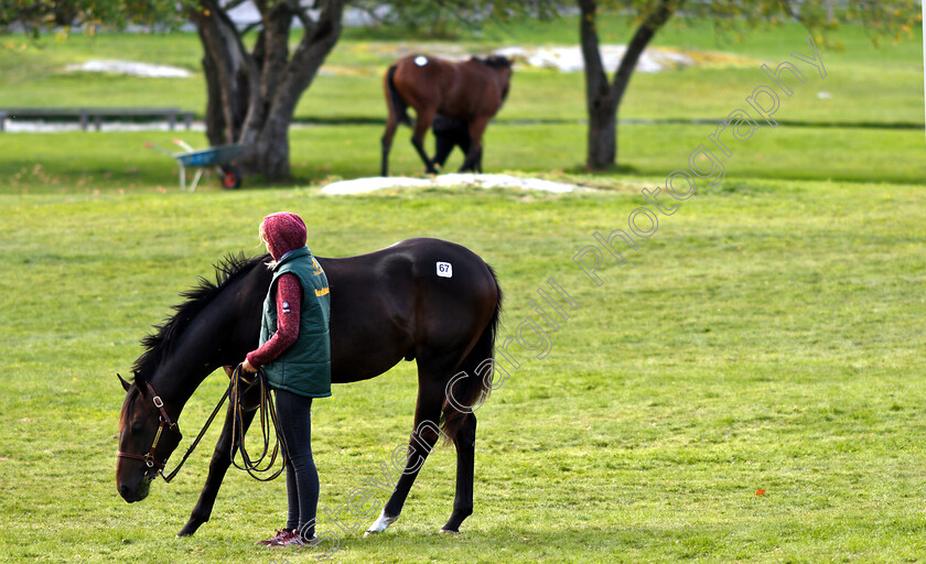 Stockholm-Yearling-Sale-0005 
 Scene before Stockholm Yearling Sale
Bro, Sweden 22 Sep 2018 - Pic Steven Cargill / Racingfotos.com