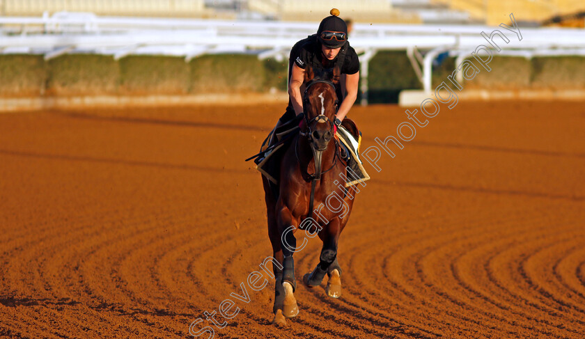 The-Foxes-0001 
 THE FOXES training for The Neom Turf Cup
King Abdulaziz Racecourse, Saudi Arabia 21 Feb 2024 - Pic Steven Cargill / Racingfotos.com