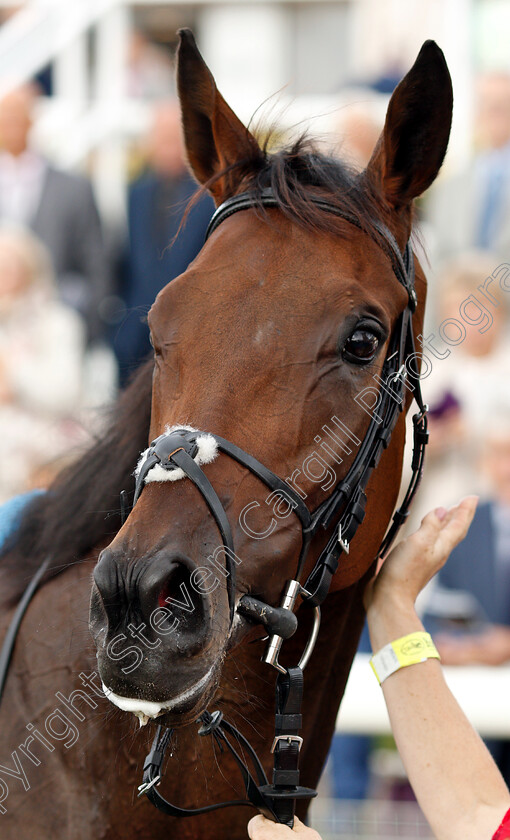 Lah-Ti-Dar-0010 
 LAH TI DAR after The British EBF & Sir Henry Cecil Galtres Stakes
York 23 Aug 2018 - Pic Steven Cargill / Racingfotos.com