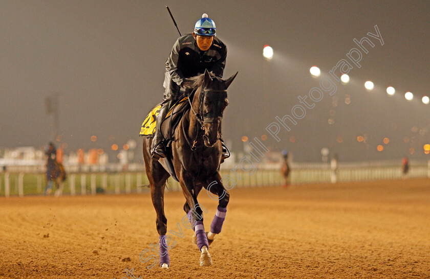 Vivlos-0001 
 VIVLOS exercising in preparation for The Dubai Turf Meydan 28 Mar 2018 - Pic Steven Cargill / Racingfotos.com