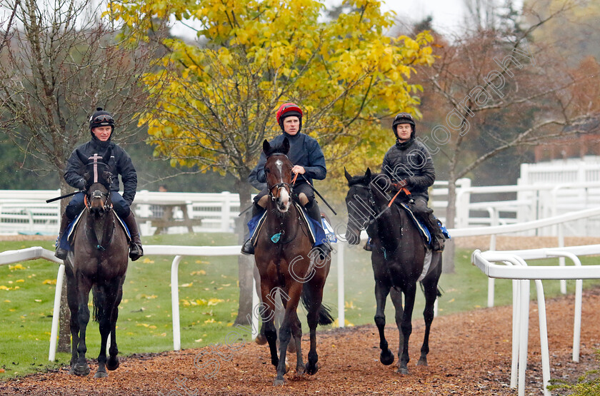 Berkenshtaaap,-Pleasington-and-Strong-Leader-0001 
 BERKENSHTAAAP (centre) with PLEASINGTON (left) and STRONG LEADER (right)
Coral Gold Cup gallops morning Newbury 19 Nov 20234 - Pic Steven Cargill / Racingfotos.com