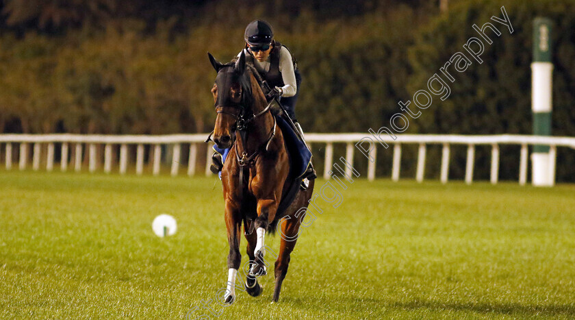 Vin-De-Garde-0002 
 VIN DE GARDE training for The Dubai Turf
Meydan, Dubai, 22 Mar 2023 - Pic Steven Cargill / Racingfotos.com