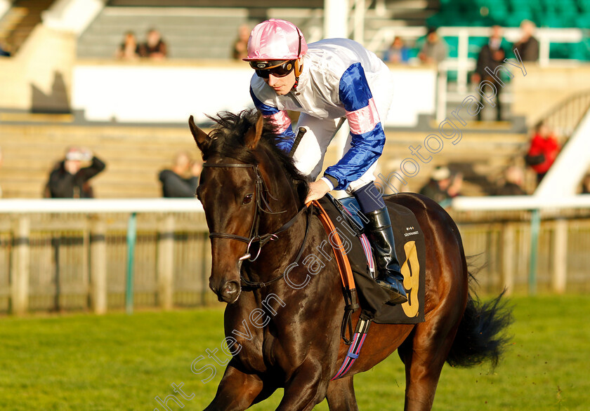 Too-Don-Juan-0001 
 TOO DON JUAN (Hector Crouch)
Newmarket 23 Oct 2024 - Pic Steven Cargill / Racingfotos.com