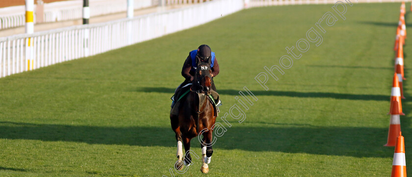 Slava-Ukraini-0001 
 SLAVA UKRAINI training for The International Handicap
King Abdulaziz Racecourse, Saudi Arabia 21 Feb 2024 - Pic Steven Cargill / Racingfotos.com