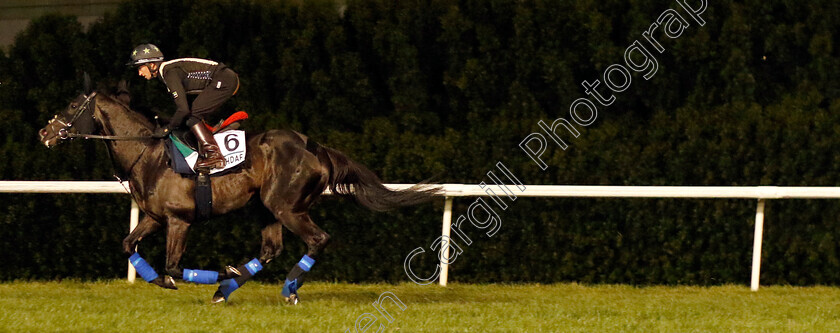 Mostahdaf-0001 
 MOSTAHDAF training for the Sheema Classic
Meydan, Dubai, 23 Mar 2023 - Pic Steven Cargill / Racingfotos.com