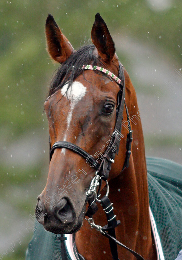 Enable-0010 
 ENABLE before winning The King George VI and Queen Elizabeth Stakes
Ascot 25 Jul 2020 - Pic Steven Cargill / Racingfotos.com