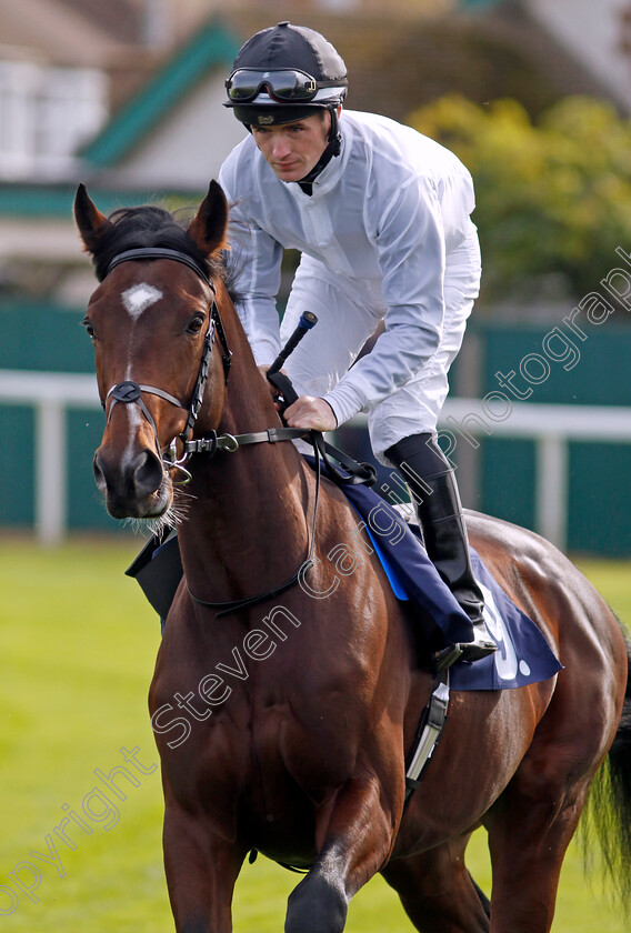 Show-Me-A-Hero-0001 
 SHOW ME A HERO (Dylan Hogan)
Yarmouth 16 Oct 2023 - Pic Steven Cargill / Racingfotos.com