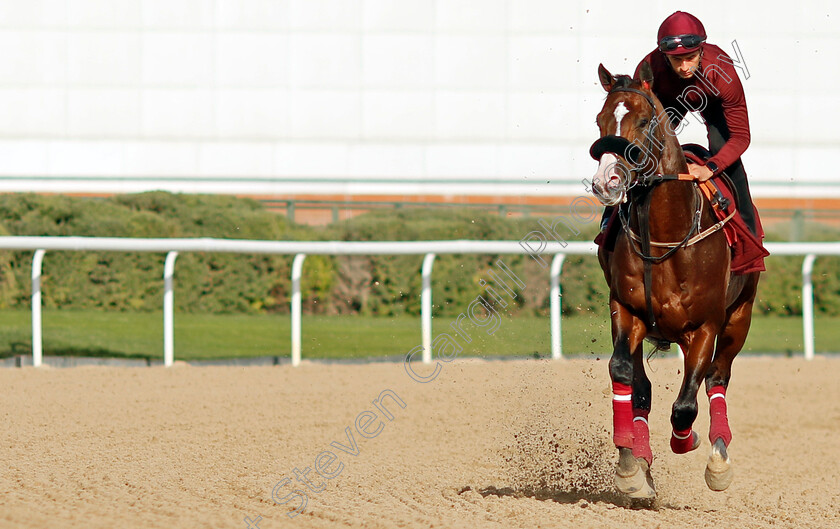 Laurel-River-0002 
 LAUREL RIVER training for the Dubai Racing Carnival 
Meydan 23 Jan 2025 - Pic Steven Cargill / Racingfotos.com