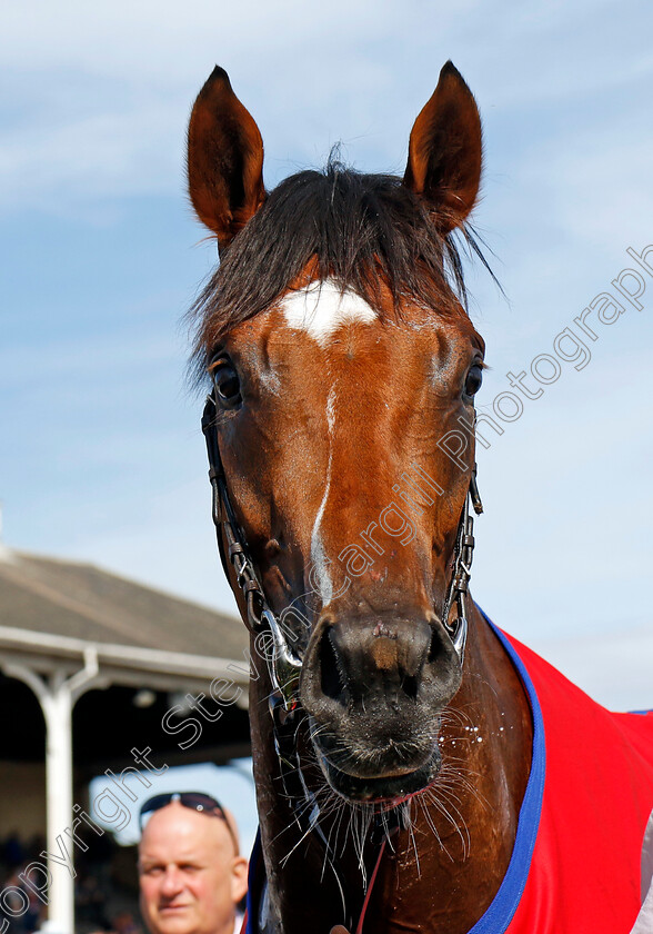 Bay-City-Roller-0012 
 BAY CITY ROLLER winner of The Betfred Champagne Stakes
Doncaster 14 Sep 2024 - Pic Steven Cargill / Racingfotos.com