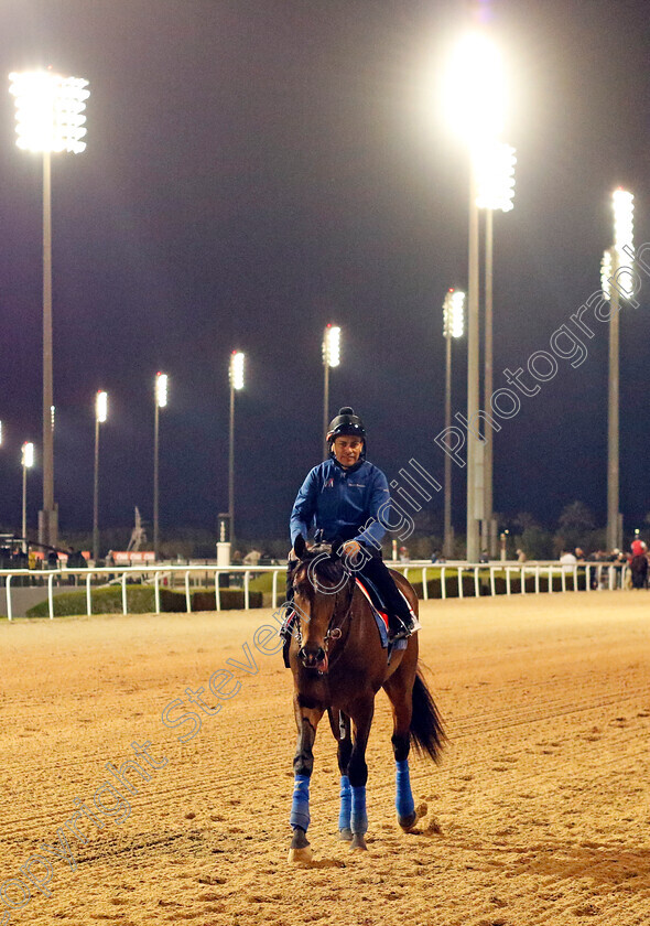 Country-Grammer-0008 
 COUNTRY GRAMMER training for the Dubai World Cup
Meydan, Dubai, 23 Mar 2023 - Pic Steven Cargill / Racingfotos.com