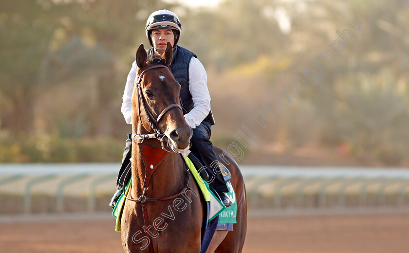 Mckinzie-0002 
 MCKINZIE preparing for the Saudi Cup
Riyadh Racecourse, Kingdom of Saudi Arabia 26 Feb 2020 - Pic Steven Cargill / Racingfotos.com