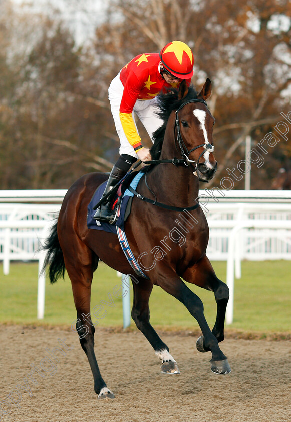 Middle-Kingdom-0001 
 MIDDLE KINGDOM (Robert Havlin) Lingfield 21 Nov 2017 - Pic Steven Cargill / Racingfotos.com