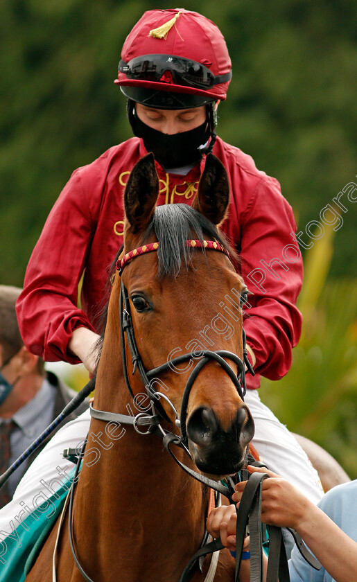 Stunt-0002 
 STUNT (Cieren Fallon)
Kempton 31 Mar 2021 - Pic Steven Cargill / Racingfotos.com