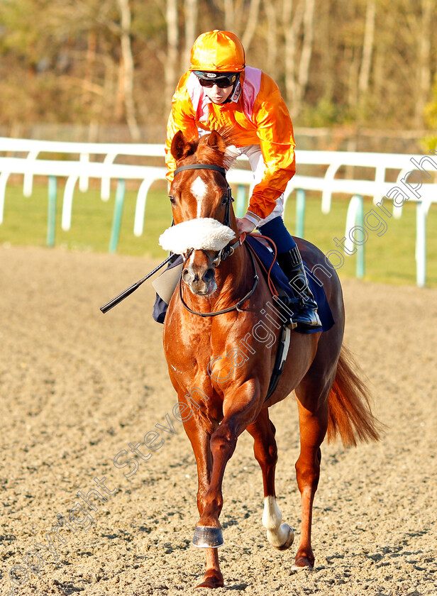 Rajguru-0001 
 RAJGURU (David Probert)
Lingfield 10 Jan 2020 - Pic Steven Cargill / Racingfotos.com