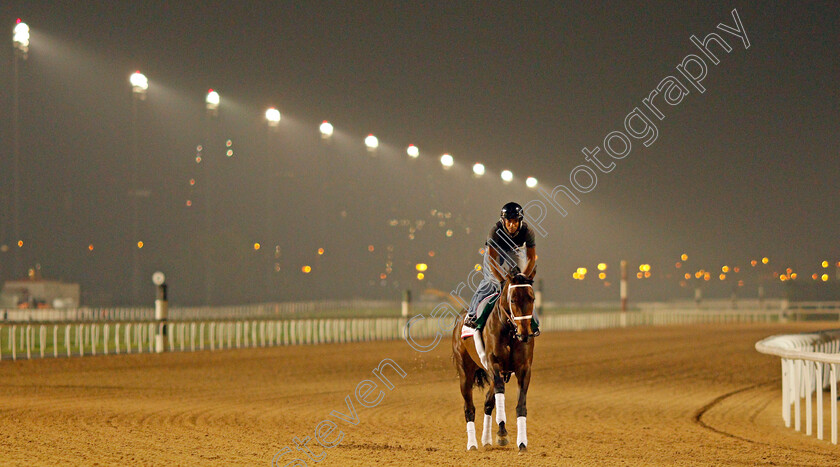 Forever-Unbridled-0004 
 FOREVER UNBRIDLED exercising in preparation for The Dubai World Cup Meydan 28 Mar 2018 - Pic Steven Cargill / Racingfotos.com