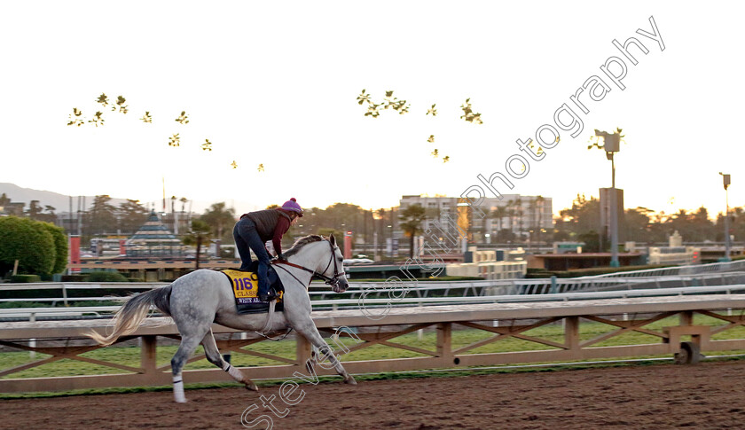 White-Abarrio-0003 
 WHITE ABARRIO training for The Breeders' Cup Classic
Santa Anita USA, 31 October 2023 - Pic Steven Cargill / Racingfotos.com