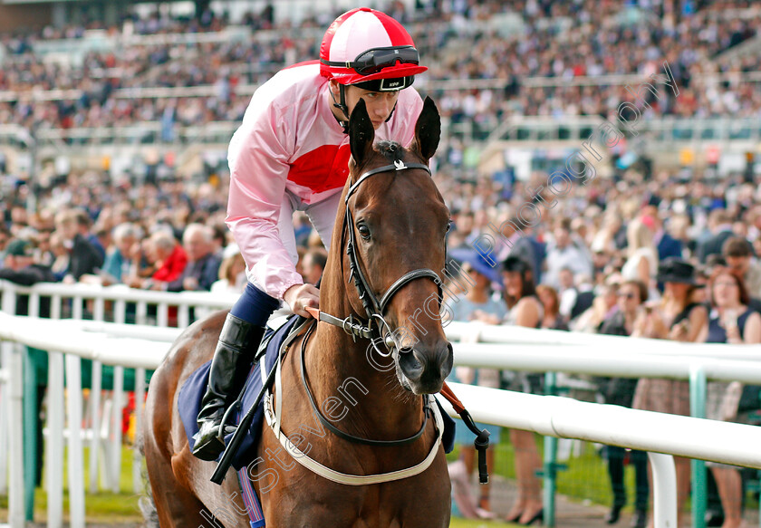 Dream-Today-0001 
 DREAM TODAY (Oisin Murphy) Doncaster 16 Sep 2017 - Pic Steven Cargill / Racingfotos.com