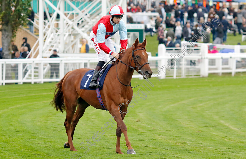 Free-Speech-0001 
 FREE SPEECH (Robert Havlin)
Yarmouth 19 Sep 2023 - Pic Steven Cargill / Racingfotos.com