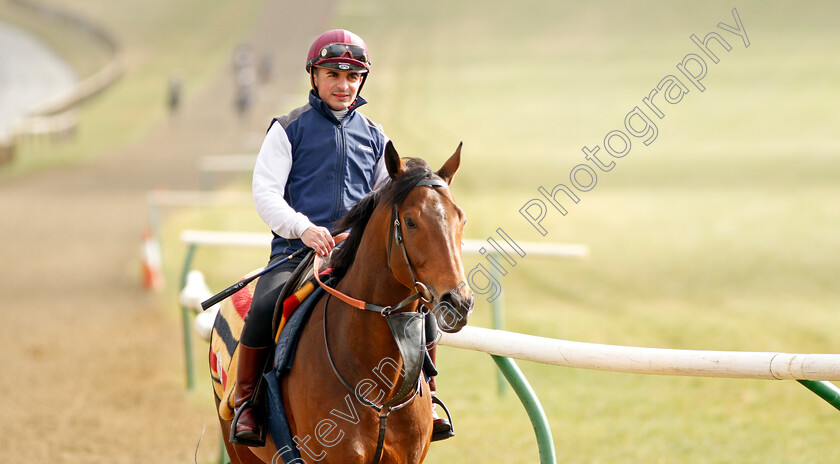 Willie-John-0001 
 WILLIE JOHN (Andrea Atzeni) walk back to their stables after exercising on Warren Hill Newmarket 23 Mar 2018 - Pic Steven Cargill / Racingfotos.com