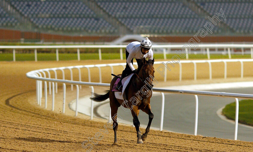 Manguzi-0001 
 MANGUZI training for the UAE Derby
Meydan 27 Mar 2019 - Pic Steven Cargill / Racingfotos.com