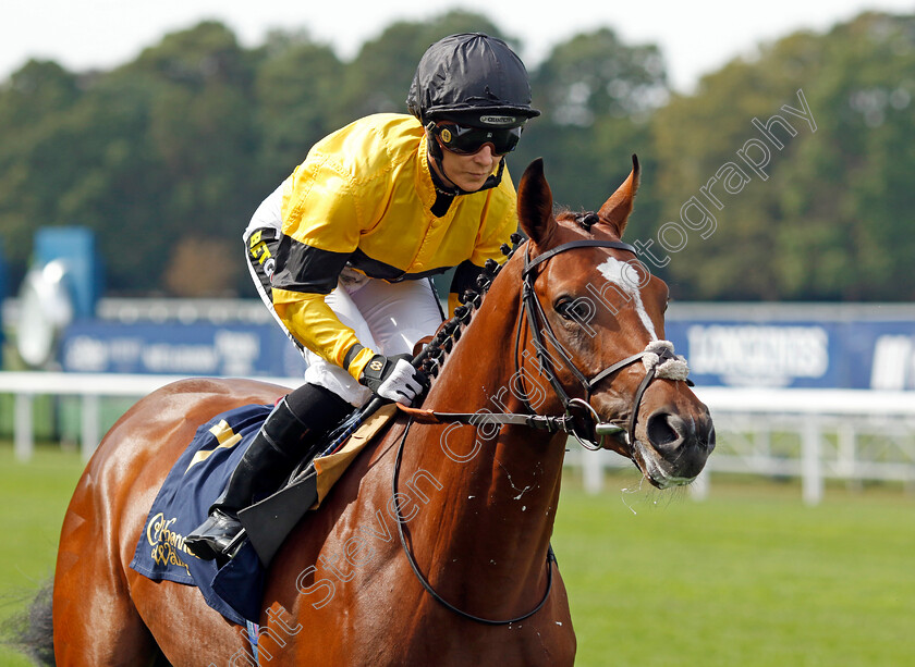 Purefoy-0001 
 PUREFOY (Hayley Turner)
Ascot 8 Sep 2023 - Pic Steven Cargill / Racingfotos.com