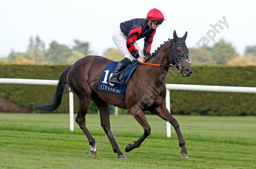 Ocean-Jewel-0001 
 OCEAN JEWEL (Gary Carroll)
Leopardstown 9 Sep 2023 - Pic Steven Cargill / Racingfotos.com