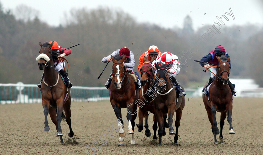 Mango-Tango-0005 
 MANGO TANGO (left, Edward Greatrex) beats TOAST OF NEW YORK (2nd left) SCARLET DRAGON (2nd right) and NORTH FACE (right) in The Betway Casino Stakes
Lingfield 5 Dec 2018 - Pic Steven Cargill / Racingfotos.com