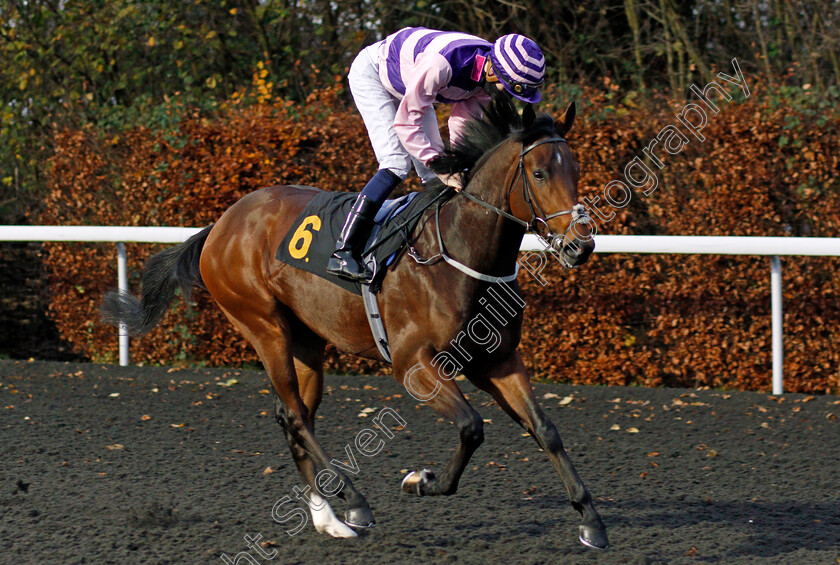 Pleinmont-0001 
 PLEINMONT (Hector Crouch)
Kempton 25 Nov 2020 - Pic Steven Cargill / Racingfotos.com