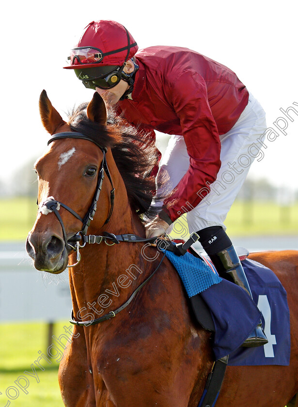 Herman-Hesse-0001 
 HERMAN HESSE (Robert Havlin)
Bath 16 Oct 2019 - Pic Steven Cargill / Racingfotos.com