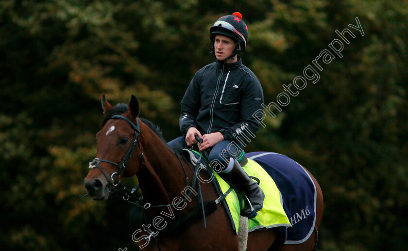 Cracksman-0008 
 CRACKSMAN between canters on Warren Hill in Newmarket 13 Oct 2017 - Pic Steven Cargill / Racingfotos.com