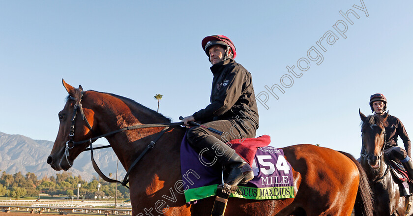 Circus-Maximus-0001 
 CIRCUS MAXIMUS training for The Breeders' Cup Mile
Santa Anita USA 31 Oct 2019 - Pic Steven Cargill / Racingfotos.com