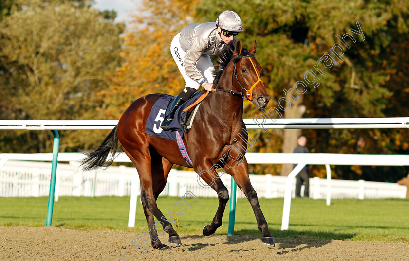 Battle-Point 
 BATTLE POINT (Kieran Shoemark)
Lingfield 28 Oct 2021 - Pic Steven Cargill / Raingfotos.com