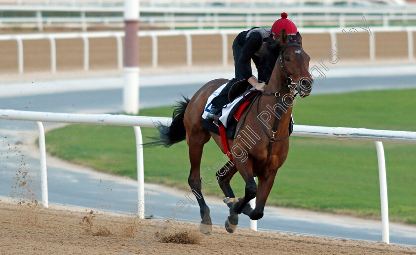 Epic-Poet-0002 
 EPIC POET training at the Dubai Racing Carnival 
Meydan 2 Jan 2025 - Pic Steven Cargill / Racingfotos.com