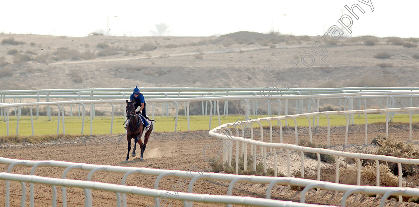 Zakouski-0002 
 ZAKOUSKI exercising in preparation for Friday's Bahrain International Trophy
Sakhir Racecourse, Bahrain 18 Nov 2021 - Pic Steven Cargill / Racingfotos.com