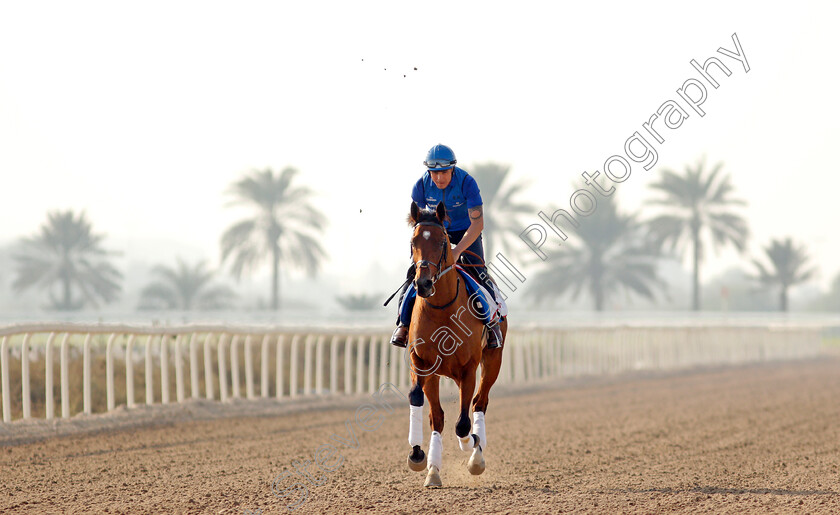 Dubai-Future-0002 
 DUBAI FUTURE exercising in preparation for Friday's Bahrain International Trophy
Sakhir Racecourse, Bahrain 16 Nov 2021 - Pic Steven Cargill / Racingfotos.com