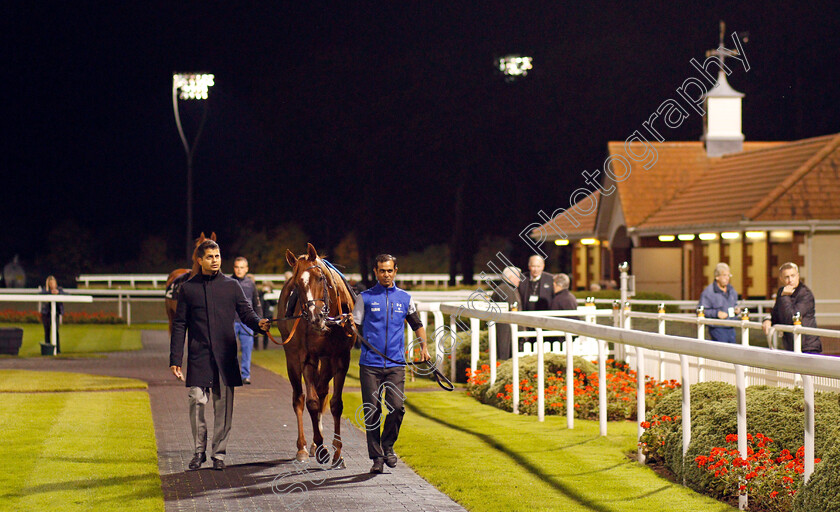 Boynton-0001 
 BOYNTON in the parade ring at Chelmsford 12 Oct 2017 - Pic Steven Cargill / Racingfotos.com