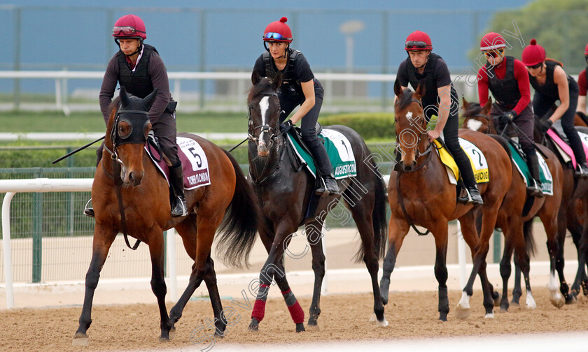 Auguste-Rodin-and-Tower-Of-London-0001 
 TOWER OF LONDON leads AUGUSTE RODIN (2nd left) training at the Dubai World Cup
Meydan Dubai 26 Mar 2024 - Pic Steven Cargill / Racingfotos.com