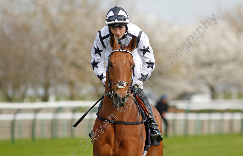 Toshizou-0001 
 TOSHIZOU (Jonny Peate)
Newmarket 18 Apr 2023 - Pic Steven Cargill / Racingfotos.com