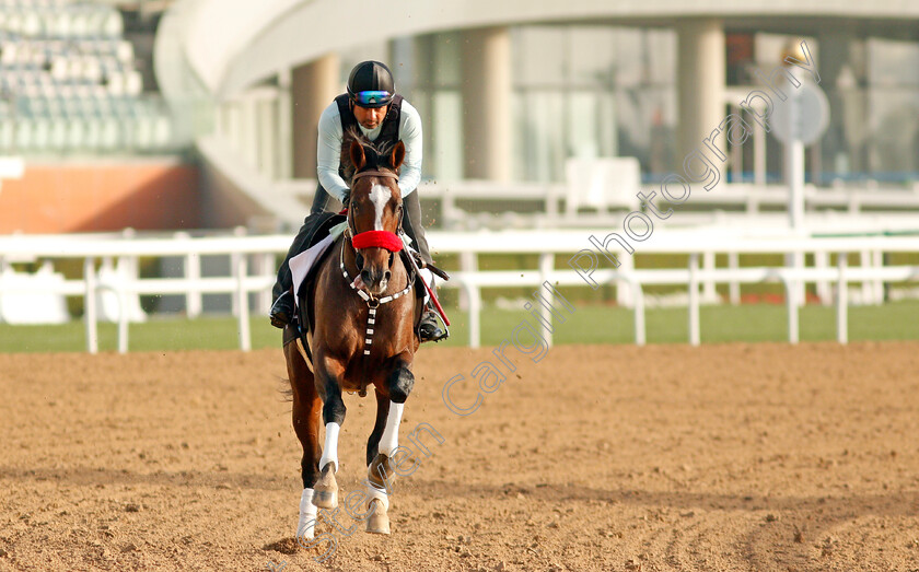 Hot-Rod-Charlie-0004 
 HOT ROD CHARLIE training for the Dubai World Cup
Meydan, Dubai, 23 Mar 2022 - Pic Steven Cargill / Racingfotos.com