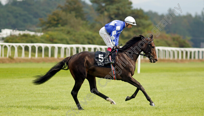 Caroline-Street-0001 
 CAROLINE STREET (Oisin Murphy)
The Curragh 10 Sep 2023 - Pic Steven Cargill / Racingfotos.com