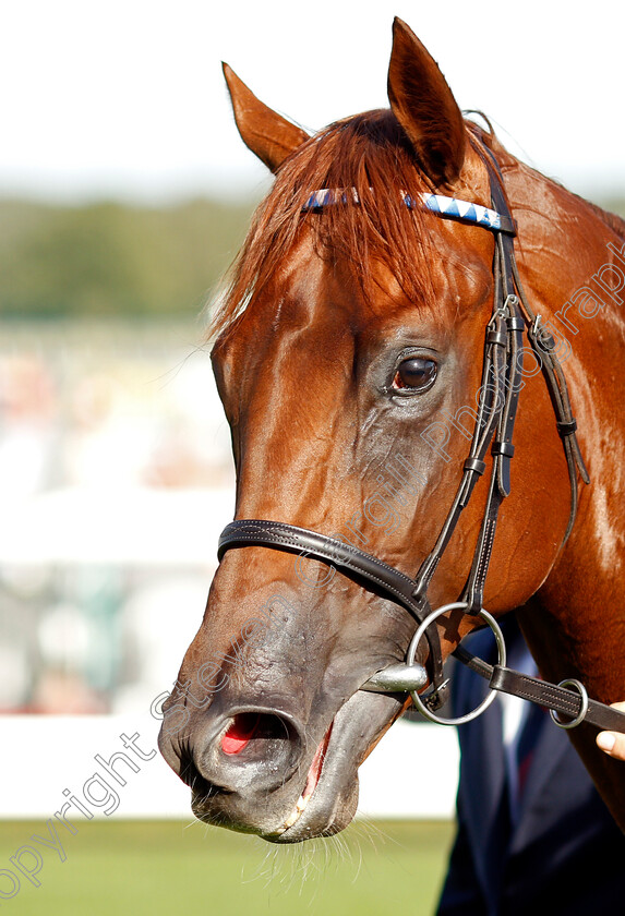 Molatham-0007 
 MOLATHAM after The Weatherbys Global Stallions App Flying Scotsman Stakes
Doncaster 13 Sep 2019 - Pic Steven Cargill / Racingfotos.com