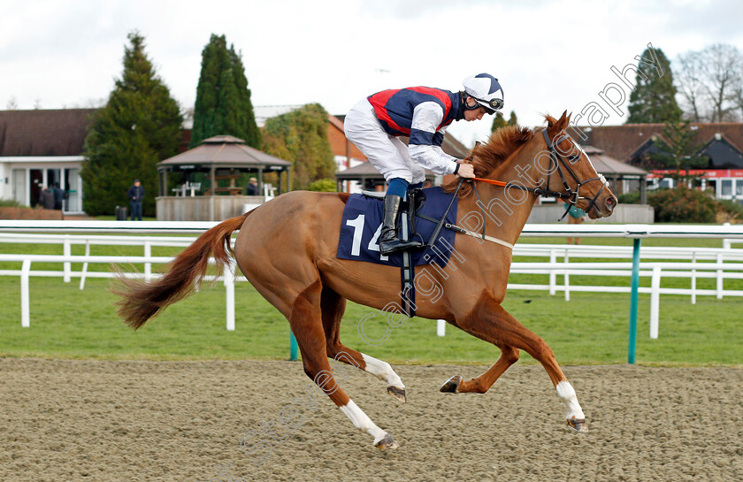 My-Rosa s-Gold 
 MY ROSA'S GOLD (George Rooke)
Lingfield 1 Dec 2021 - Pic Steven Cargill / Racingfotos.com