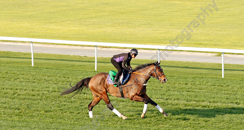 Tertian-0002 
 TERTIAN, trained by Niels Petersen, exercising in preparation for The Dubai World Cup Carnival, Meydan 18 Jan 2018 - Pic Steven Cargill / Racingfotos.com