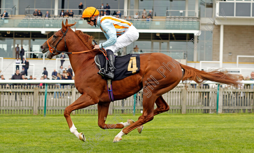 The-Camden-Colt-0001 
 THE CAMDEN COLT (Alec Voikhansky)
Newmarket 28 Sep 2023 - Pic Steven Cargill / Racingfotos.com