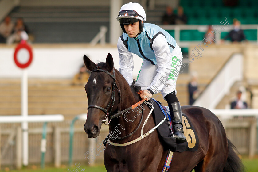 Midnight-Lion-0001 
 MIDNIGHT LION (Jason Hart)
Newmarket 19 Oct 2022 - Pic Steven Cargill / Racingfotos.com