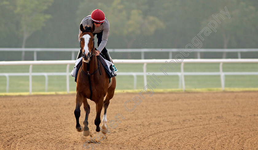 Spirit-Dancer-0003 
 SPIRIT DANCER training for The Sheema Classic
Meydan Dubai 28 Mar 2024 - Pic Steven Cargill / Racingfotos.com