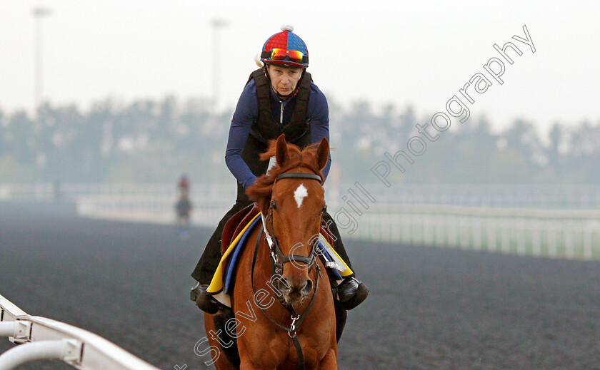 Saffron-Beach-0002 
 SAFFRON BEACH training for the Dubai Turf
Meydan, Dubai, 22 Mar 2022 - Pic Steven Cargill / Racingfotos.com